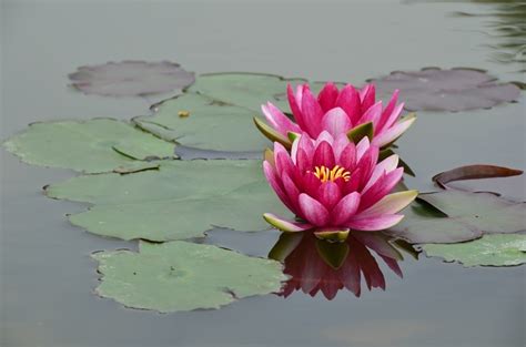 蓮花風水|睡蓮風水大揭秘：家中養睡蓮對風水好嗎？原來答案是這樣的！